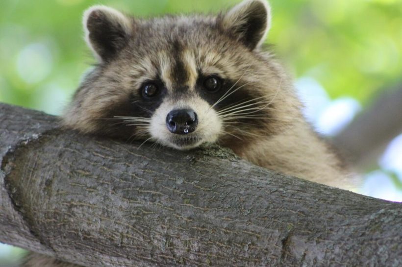 Raccoons can weigh 10-12 kg and are among the largest half bears.