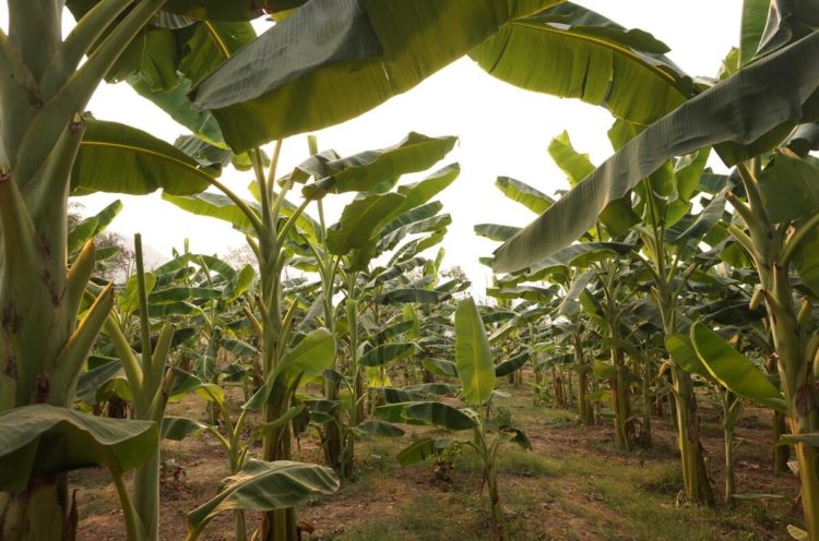 Ecuador is a major exporter of agricultural products, especially bananas.
