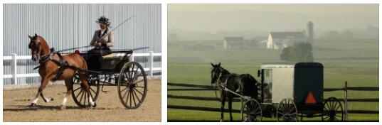 Amish horse-drawn carriage